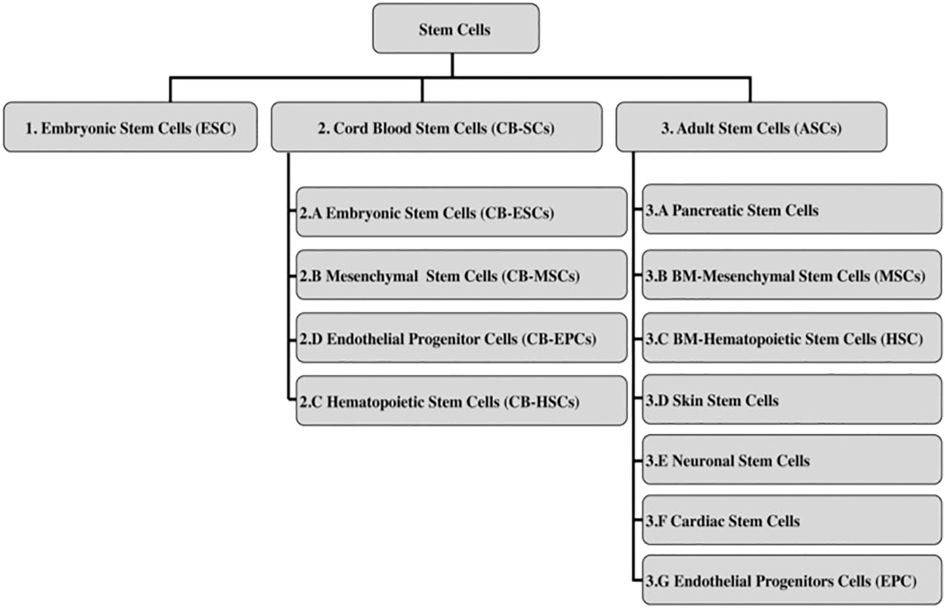 圖2：干細(xì)胞分類