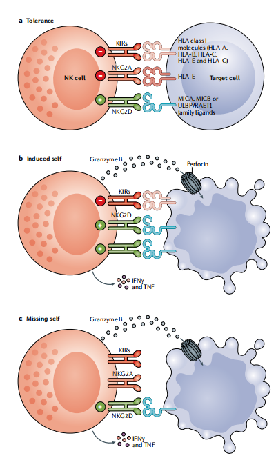 圖?8?NK細胞通過平衡信號對病毒性感染和轉化細胞作出反應。