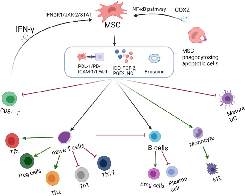 間充質干細胞的免疫抑制機制 間充質干細胞的免疫抑制機制