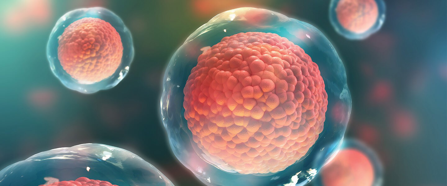 干細胞：它們是什么以及它們的作用？