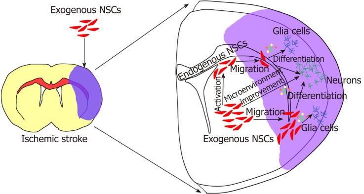 圖2:外源性神經干細胞移植治療腦缺血性中風 圖2:外源性神經干細胞移植治療腦缺血性中風