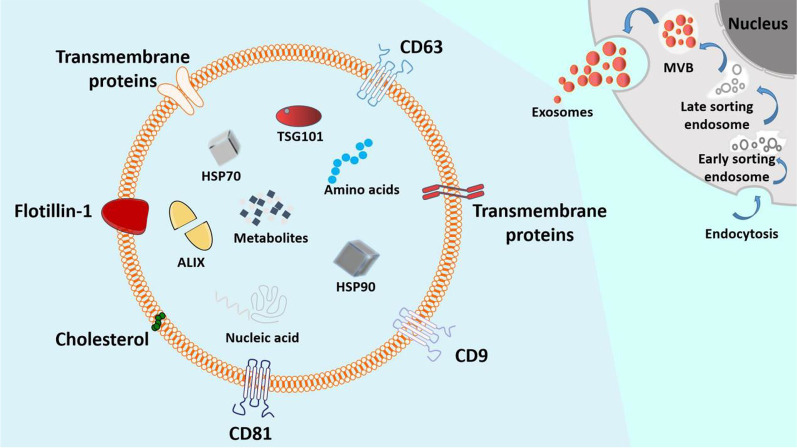 外泌體的分泌過程和基本結構 圖3:外泌體的分泌過程和基本結構