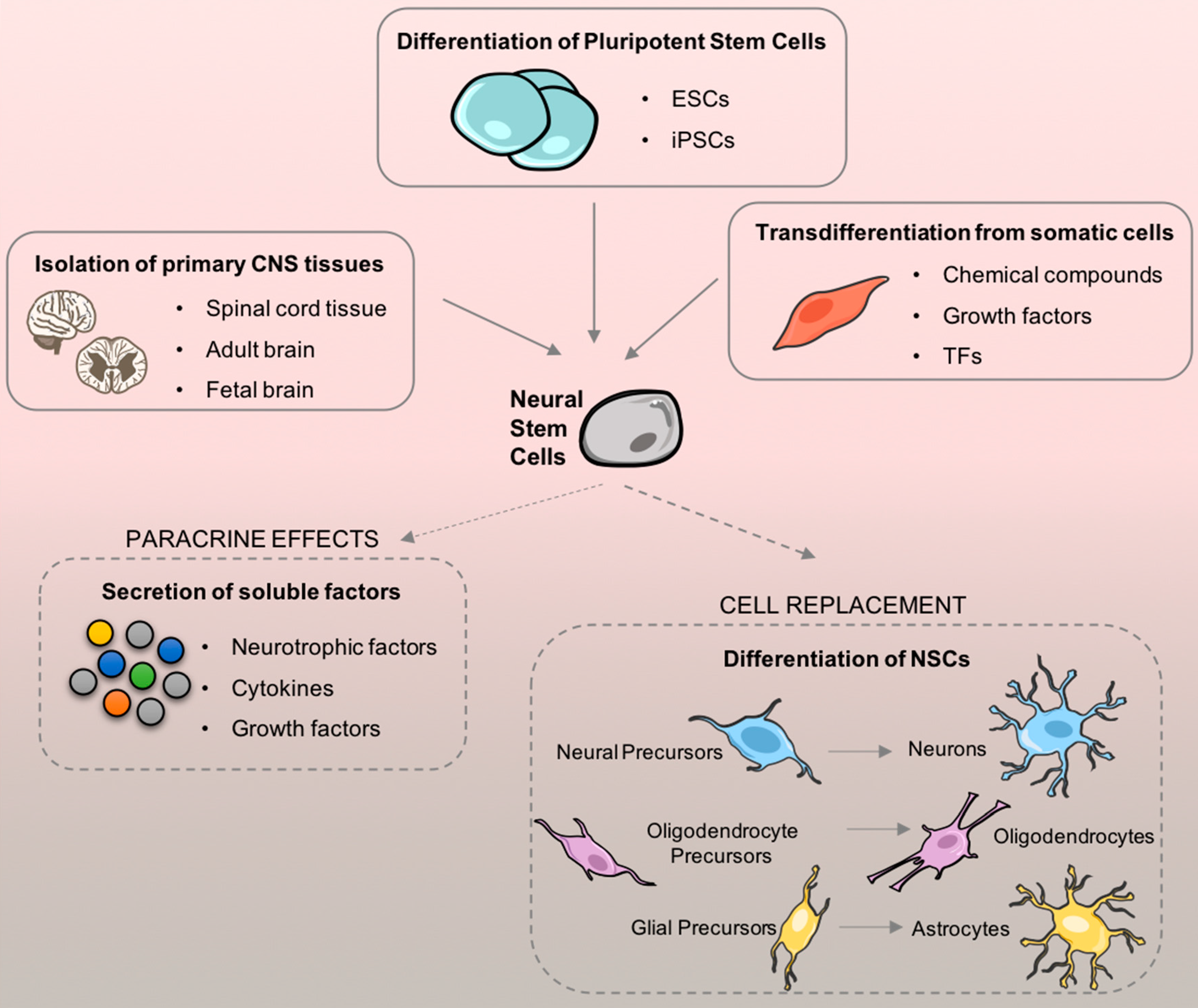 圖1.?神經(jīng)干細(xì)胞 (NSC) 來源及其在細(xì)胞移植后的治療適用性。