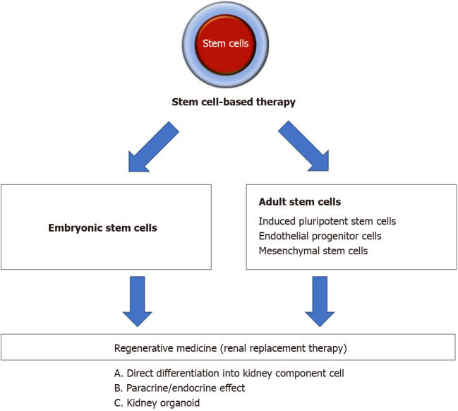 圖1：間充質(zhì)干細胞治療腎病疾病的概述。
