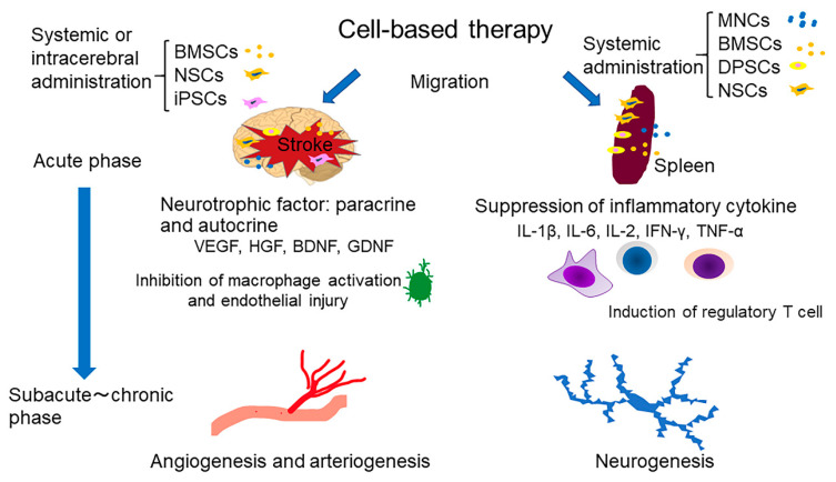 干細胞療法治療中風的機制概述 圖1:干細胞療法治療中風的機制概述。