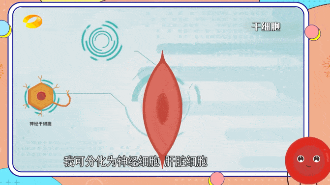 干細胞療法治療腦損傷