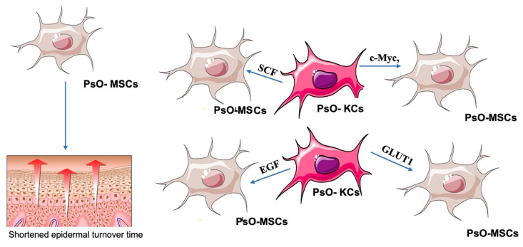 圖2:PsO-MSCs和PsO-KCs之間的相互作用
圖2:PsO-MSCs和PsO-KCs之間的相互作用