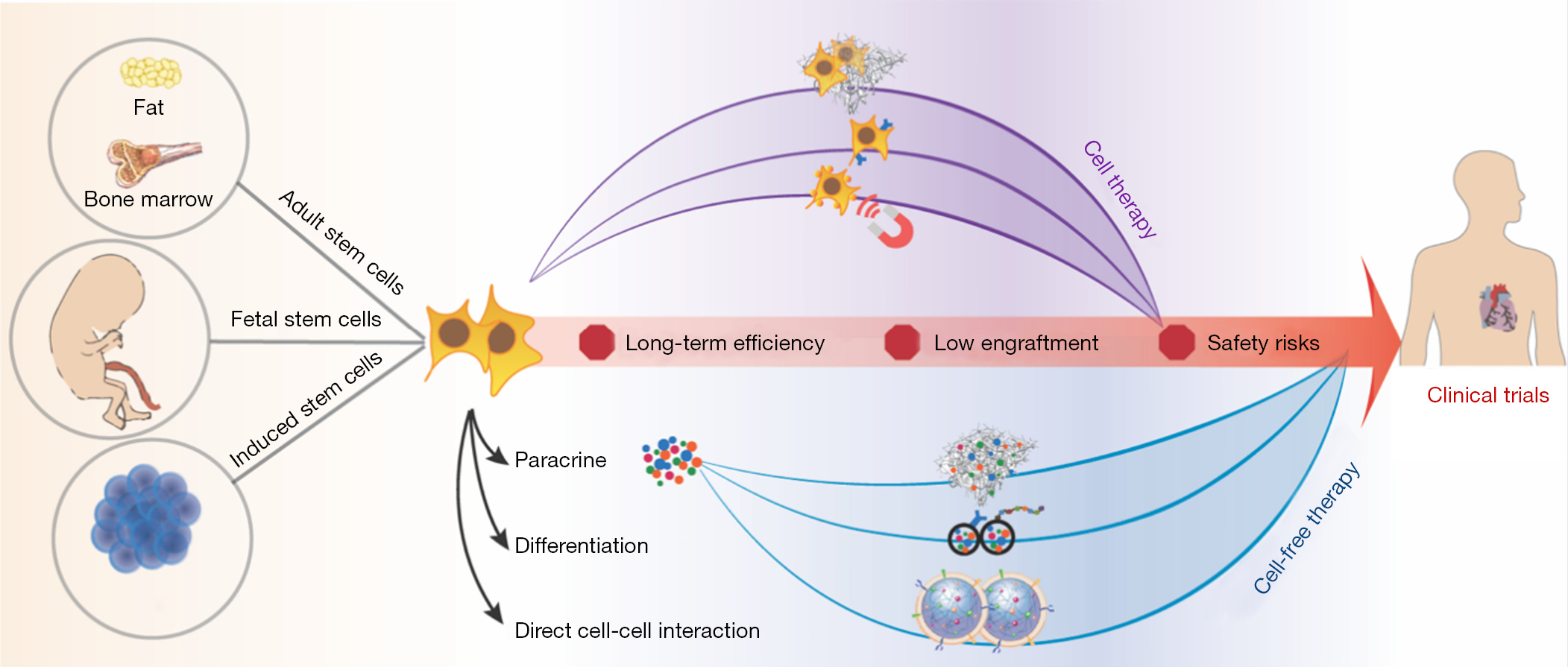圖1：加速干細胞療法臨床轉(zhuǎn)化的生物工程策略。