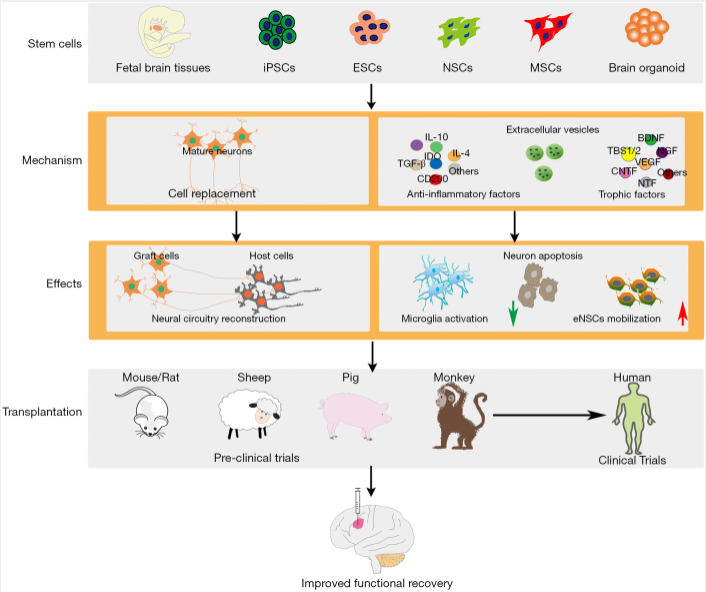 圖1:干細(xì)胞類型及治療缺血性腦損傷的治療機(jī)制。 圖1:干細(xì)胞類型及治療缺血性腦損傷的治療機(jī)制。