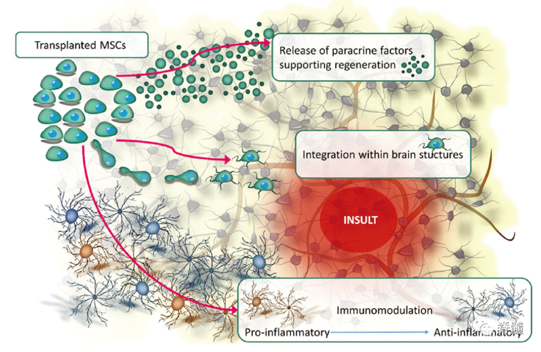 02間充質(zhì)干細(xì)胞的作用機(jī)制