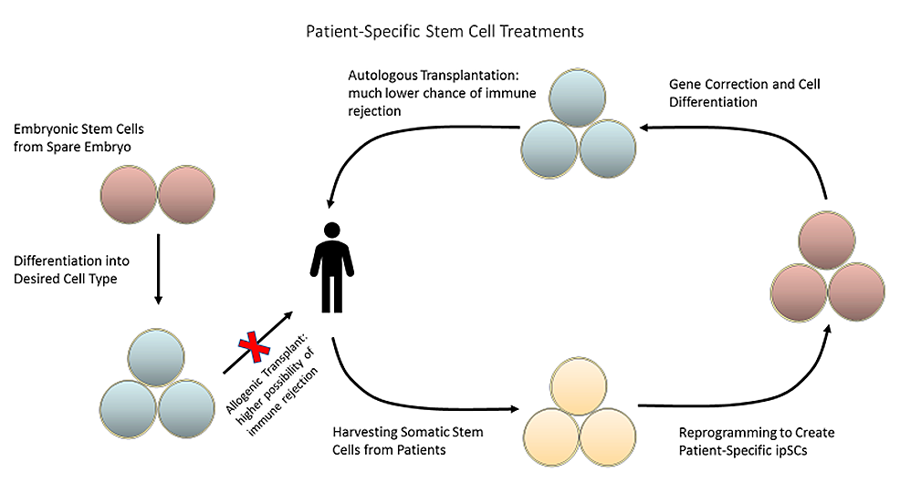 圖2:可以從患者體內(nèi)采集成體干細(xì)胞并將其重新編程為誘導(dǎo)多能干細(xì)胞,以創(chuàng)建針對(duì)患者的療法,從而降低免疫排斥的風(fēng)險(xiǎn)