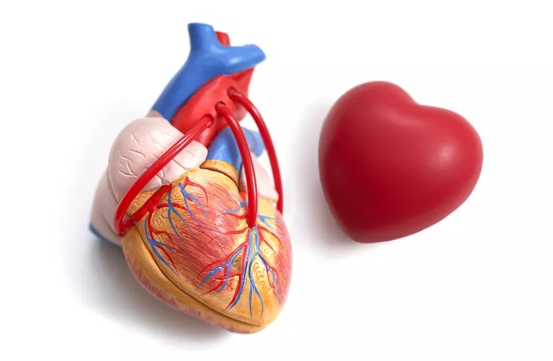 干細(xì)胞療法對(duì)治療心力衰竭的作用 干細(xì)胞療法對(duì)治療心力衰竭的作用