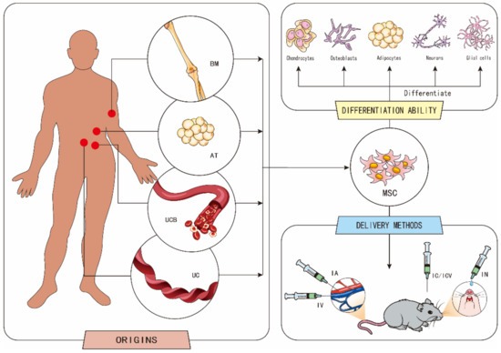 圖1.?間充質干細胞 (MSCs) 的起源、分化能力和傳遞方式