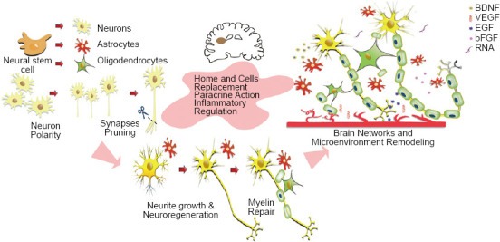 神經(jīng)干細(xì)胞移植修復(fù)腦損傷的方案