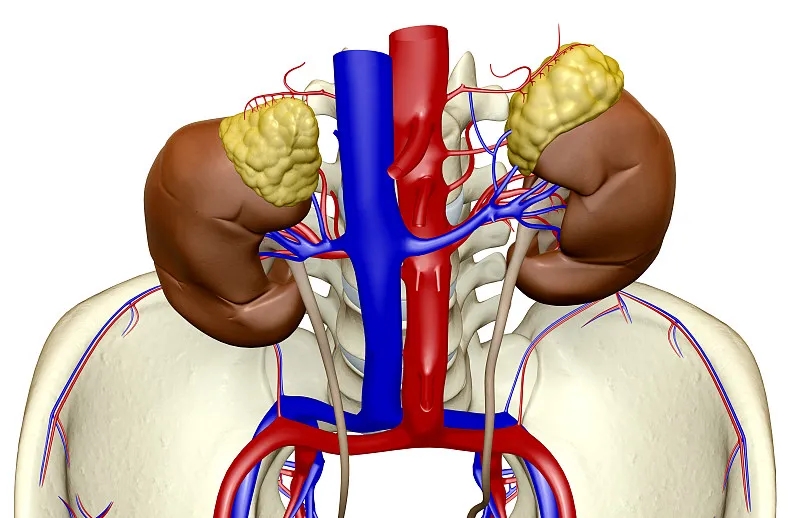 為什么要選擇干細胞治療而不是腎移植? 為什么要選擇干細胞治療而不是腎移植?