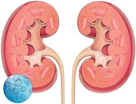 都有哪些干細胞類型應用到腎臟疾病當中? 都有哪些干細胞類型應用到腎臟疾病當中?