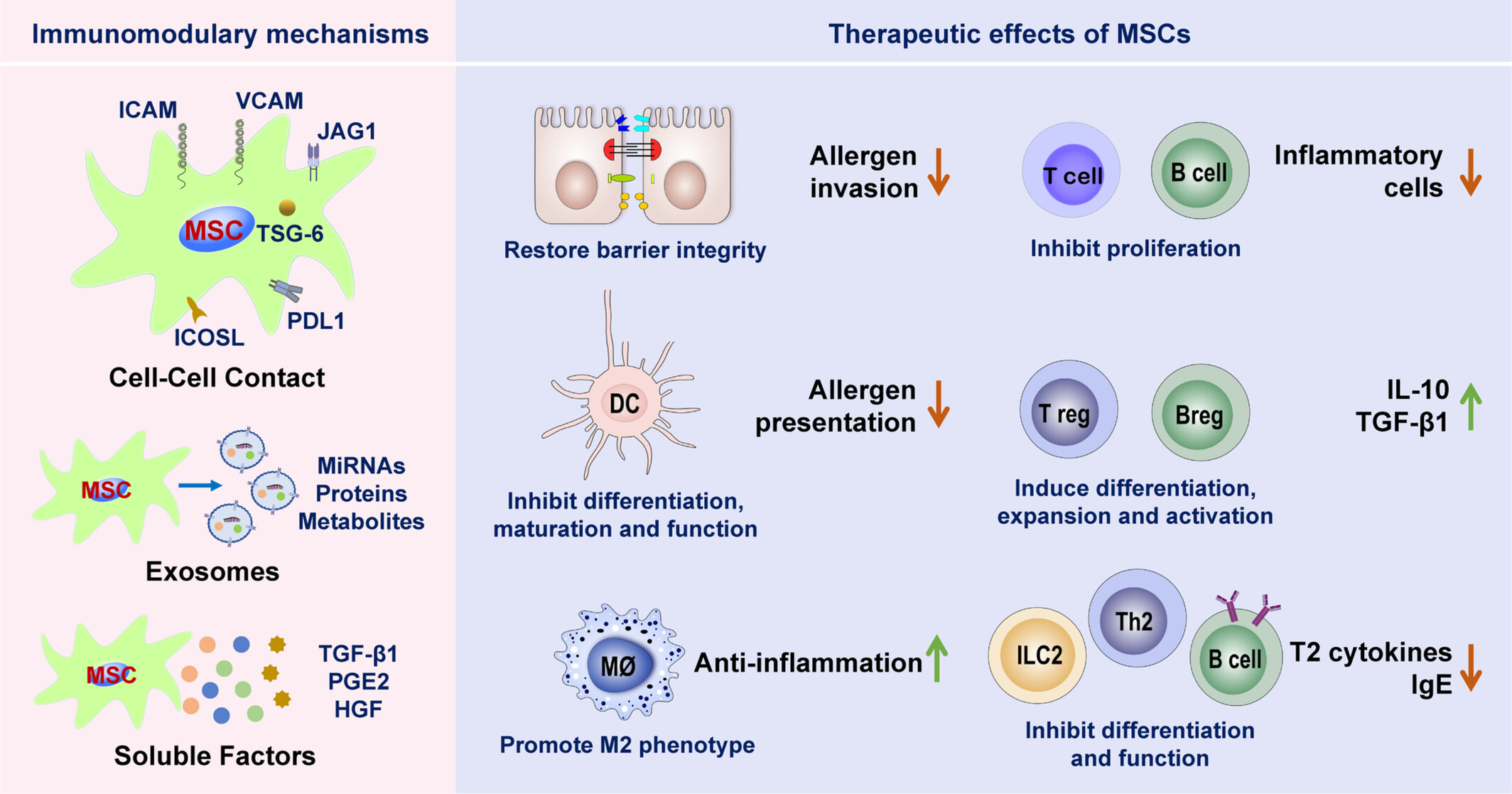 圖2:間充質(zhì)干細胞治療過敏性鼻炎的免疫調(diào)節(jié)作用和機制 圖2:間充質(zhì)干細胞治療過敏性鼻炎的免疫調(diào)節(jié)作用和機制