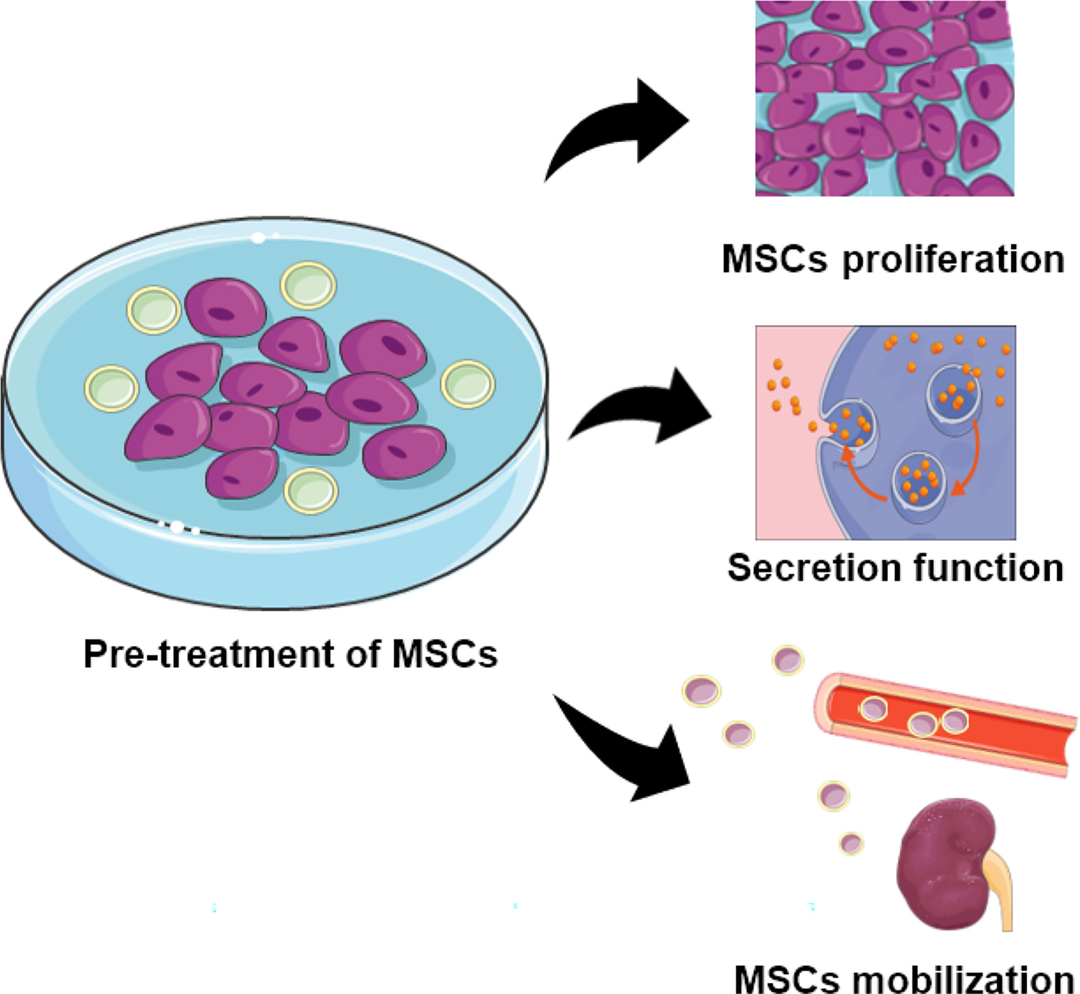 圖2：用特定物質預處理的MSCs的功能。預處理的MSC表現出增強的增殖、分泌和定位能力