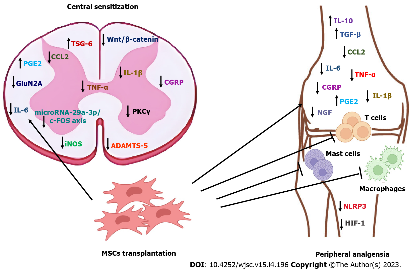 圖1:圖解總結了間充質干細胞在骨關節炎中的已證實和預期鎮痛機制。 圖1:圖解總結了間充質干細胞在骨關節炎中的已證實和預期鎮痛機制。