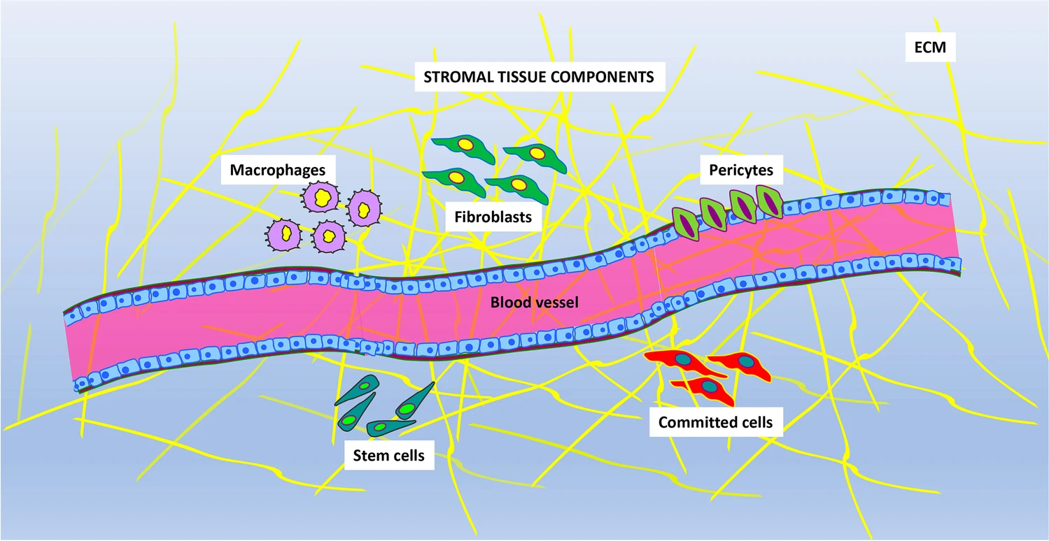圖片顯示存在于基質組織中的主要成分。不同的細胞表型與血管和細胞外基質 (ECM) 成分混合在一起。主要的細胞類型是:巨噬細胞、成纖維細胞、周細胞、定向細胞和干細胞 圖片顯示存在于基質組織中的主要成分。不同的細胞表型與血管和細胞外基質 (ECM) 成分混合在一起。主要的細胞類型是:巨噬細胞、成纖維細胞、周細胞、定向細胞和干細胞