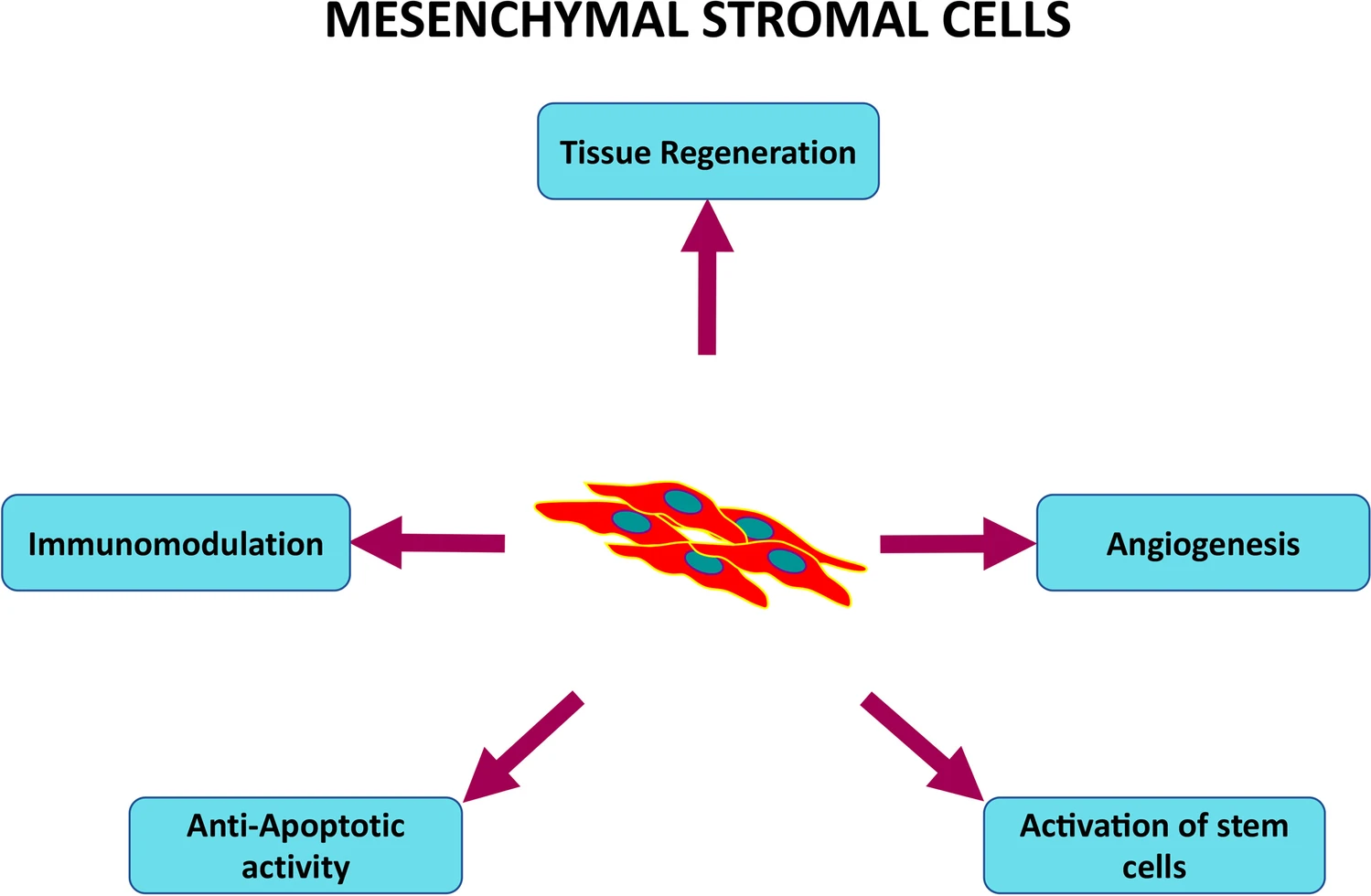 MSC在細胞治療中的作用機制總結 MSC在細胞治療中的作用機制總結