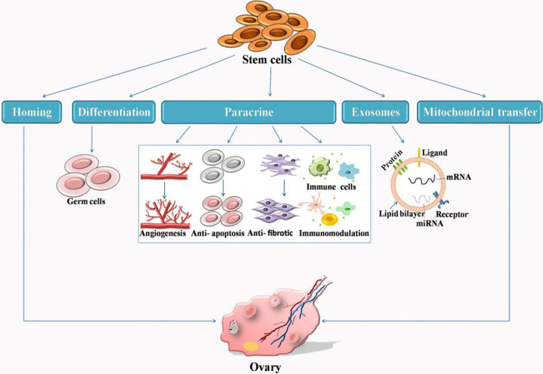 干細胞治療原發性卵巢功能不全的機制 干細胞治療原發性卵巢功能不全的機制