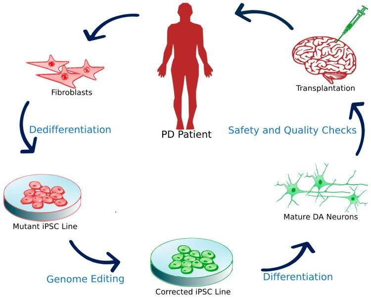 圖3：誘導多能干細胞移植。