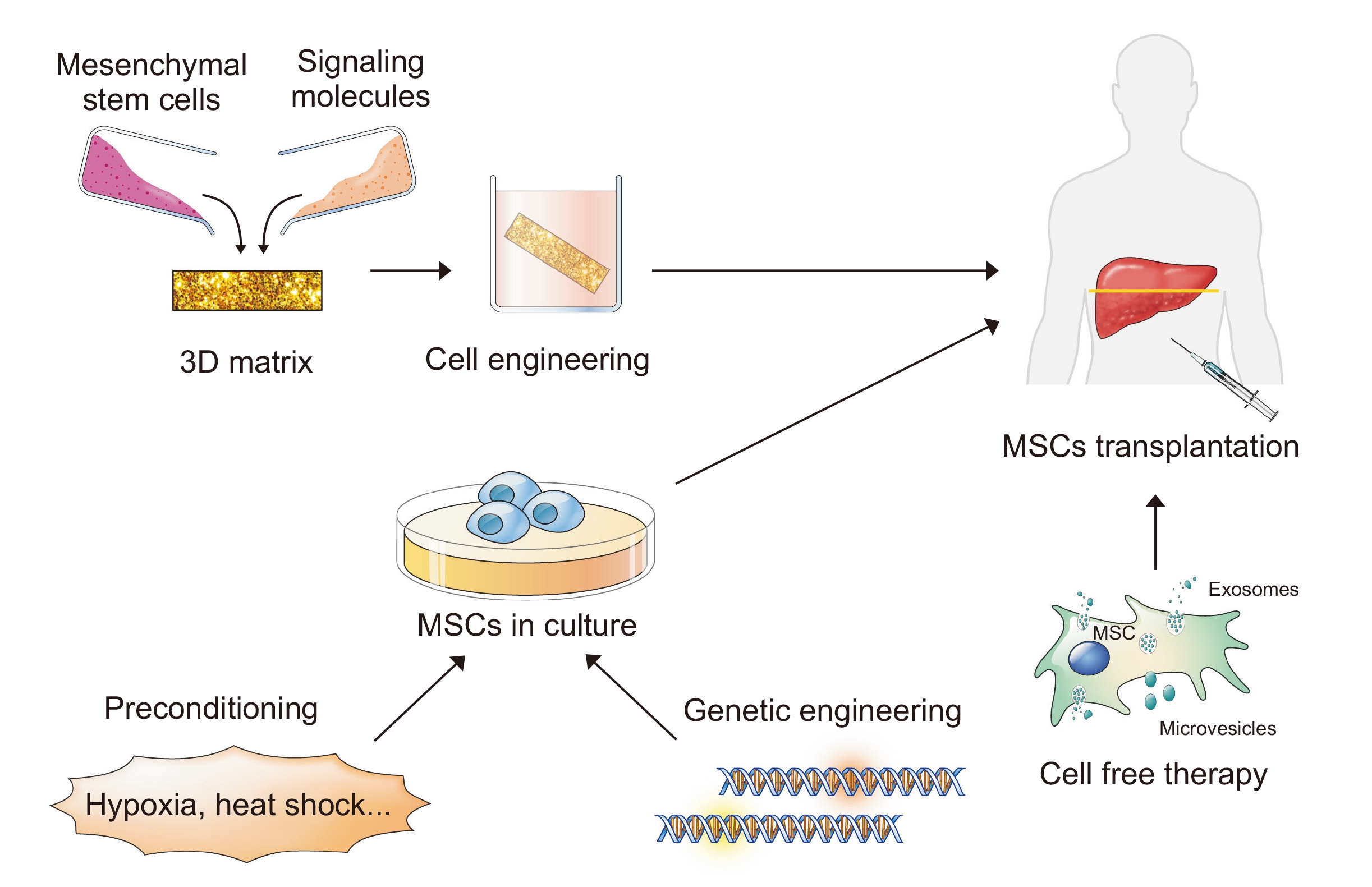 提高間充質干細胞（MSC）療法療效的策略。