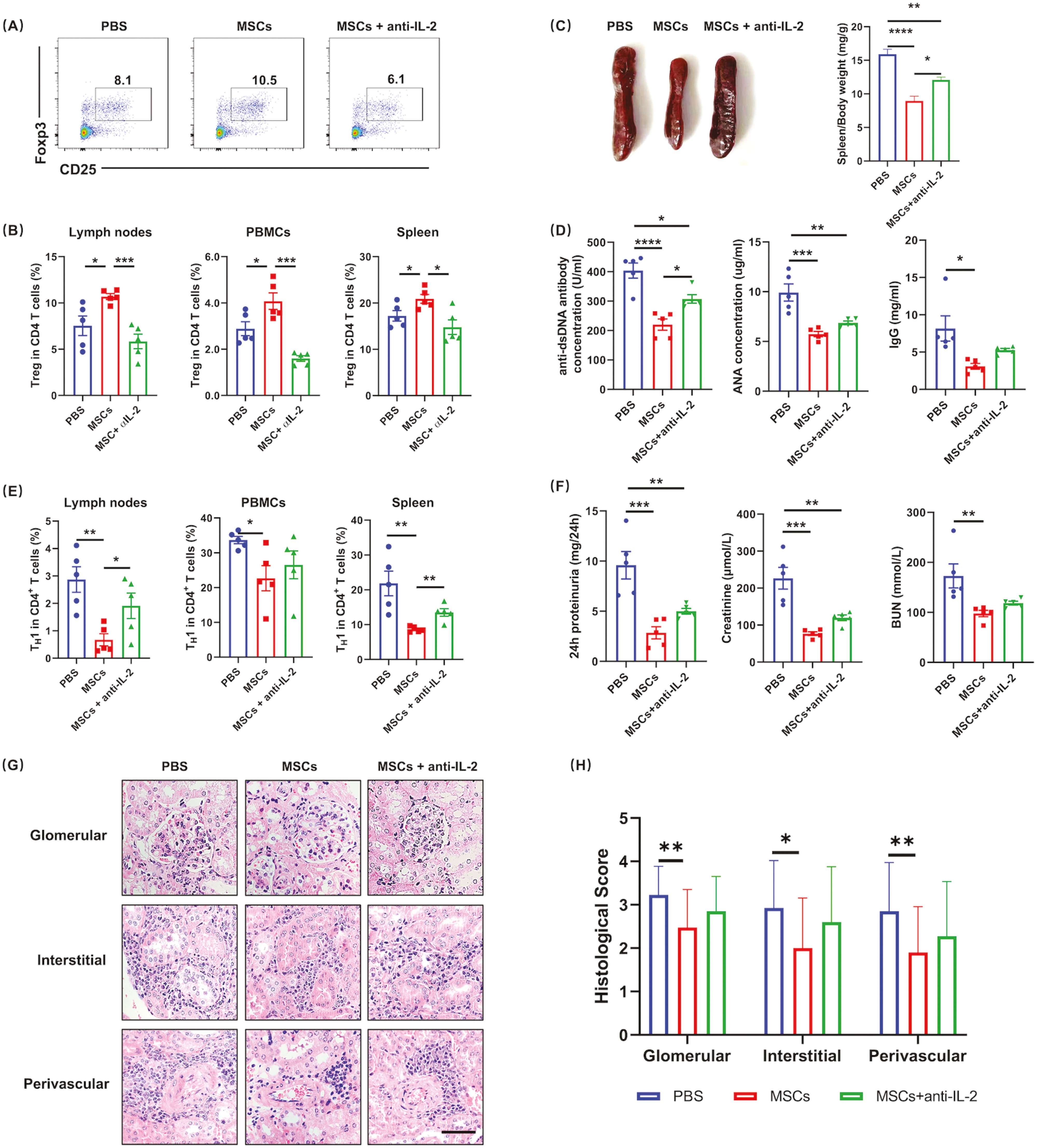 圖6:IL-2的中和顯著損害了MSC對(duì)SLE的治療效果 圖6:IL-2的中和顯著損害了MSC對(duì)SLE的治療效果