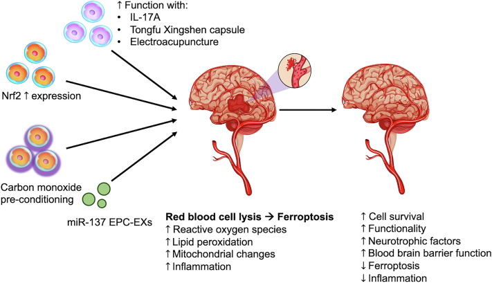 圖1:該圖說明了干細胞治療出血性中風的進展 圖1:該圖說明了干細胞治療出血性中風的進展