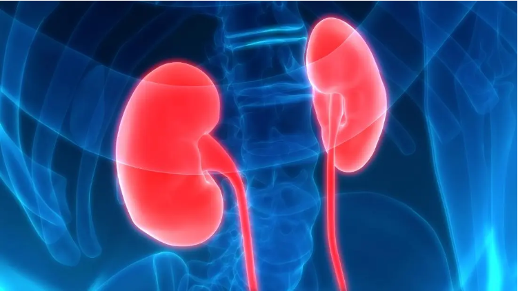 關于腎炎-類型-病因-癥狀-診斷-治療 關于腎炎-類型-病因-癥狀-診斷-治療