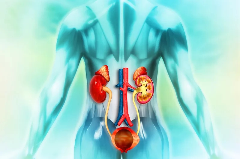 間充質干細胞治療可改善腎衰竭和腎結石多發(fā)性發(fā)作