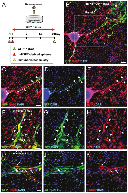 h-iSCs可以與m-NSPCs共培養形成神經元回路。