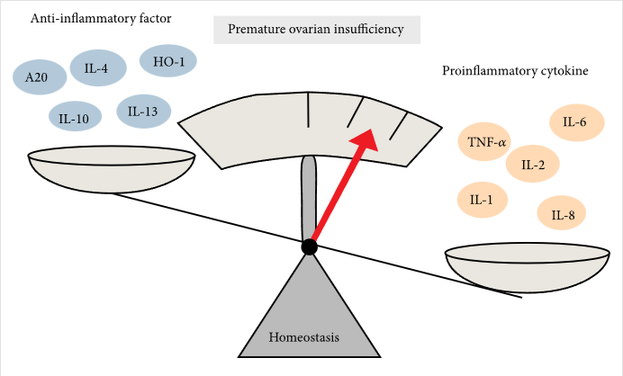 圖2:促炎細胞因子和抗炎細胞因子對卵巢早衰的調節 圖2:促炎細胞因子和抗炎細胞因子對卵巢早衰的調節