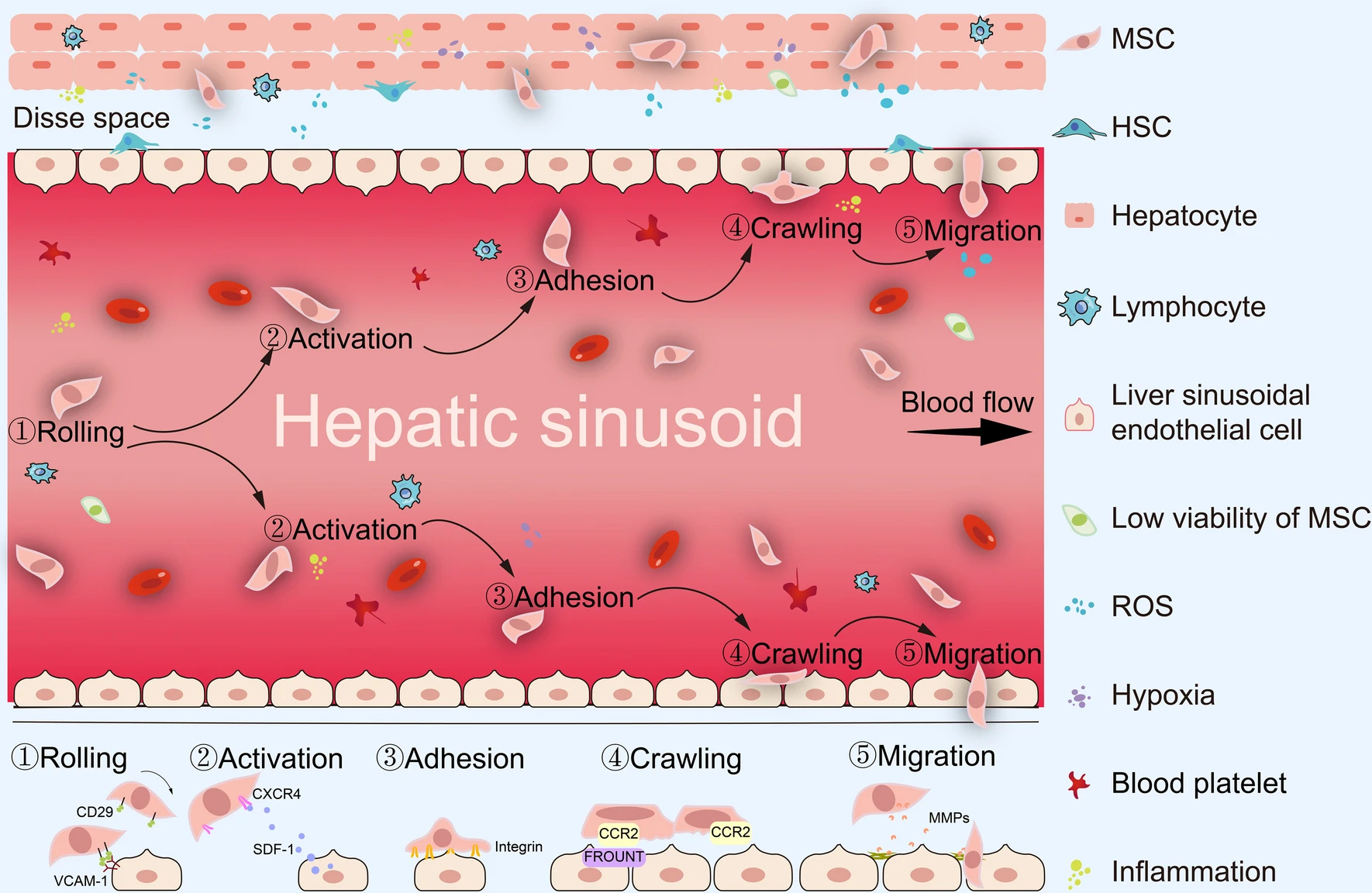 圖2：間充質(zhì)干細(xì)胞治療期間的全身歸巢過程。MSCs的全身給藥必須經(jīng)歷滾動(dòng)、激活、粘附、爬行和遷移等多步驟過程。