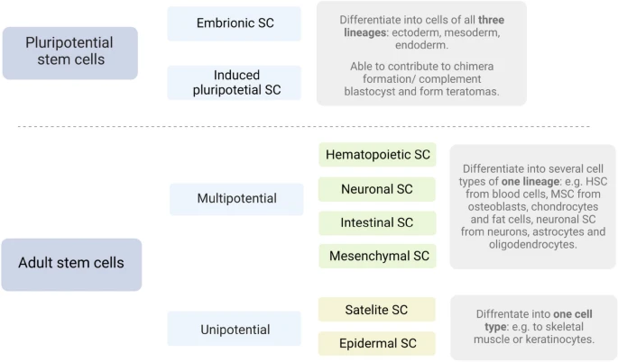 圖2：干細胞根據分化潛能進行分裂。