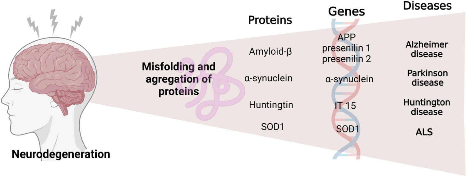 圖3：神經退行性疾病發生的過程。