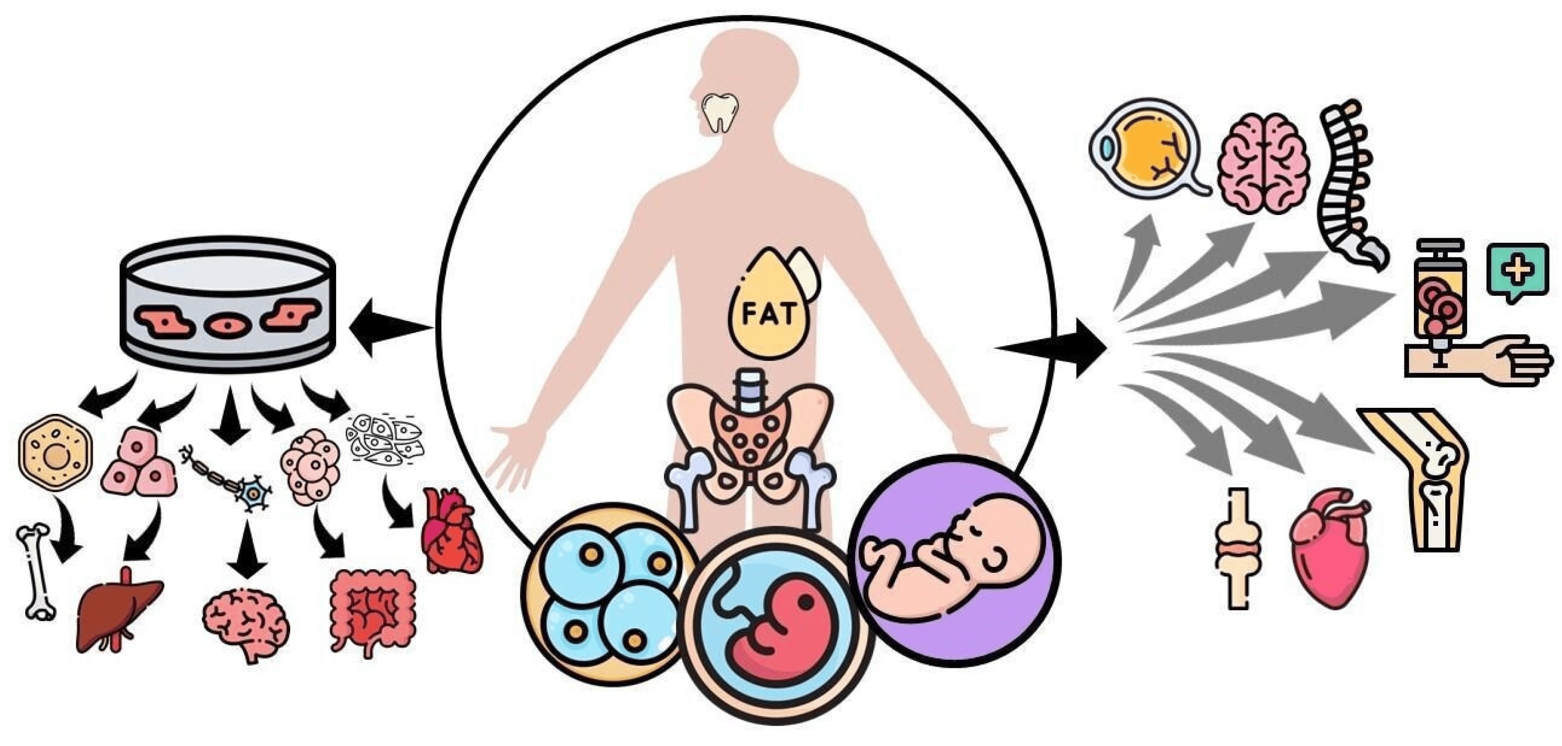 圖1:間充質干細胞 (MSC) 可根據提取時的發育階段進行分類,例如胚胎、胎兒、嬰兒或成人間充質干細胞。 圖1:間充質干細胞 (MSC) 可根據提取時的發育階段進行分類,例如胚胎、胎兒、嬰兒或成人間充質干細胞。