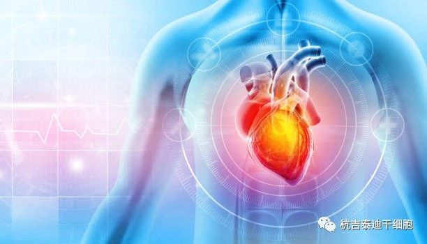 干細胞療法的出現成為心力衰竭患者的新希望! 干細胞療法的出現成為心力衰竭患者的新希望!
