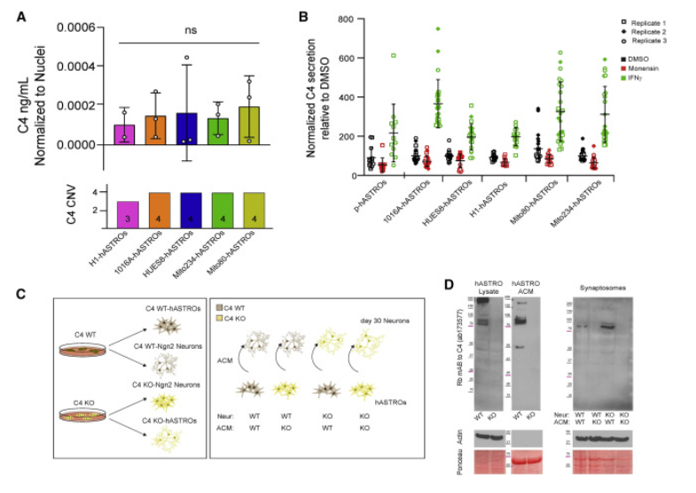 △人星形膠質細胞分泌C4 △人星形膠質細胞分泌C4