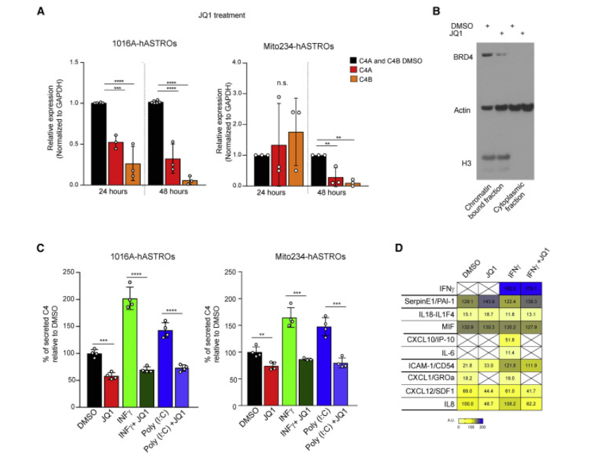 △人星形膠質細胞分泌C4 △人星形膠質細胞分泌C4