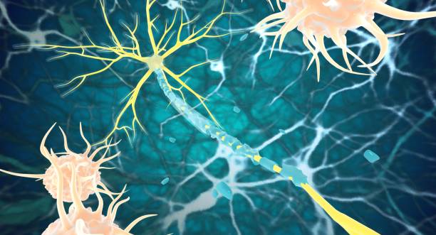 神經(jīng)干細(xì)胞:鑒定、功能、培養(yǎng)和分離 神經(jīng)干細(xì)胞:鑒定、功能、培養(yǎng)和分離