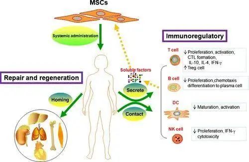 △ 間充質(zhì)干細(xì)胞在治療紅斑狼瘡上的作用機(jī)制 △ 間充質(zhì)干細(xì)胞在治療紅斑狼瘡上的作用機(jī)制