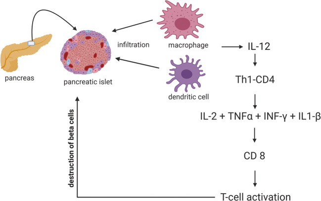圖1:T1DM中通過巨噬細(xì)胞和樹突狀細(xì)胞分泌的細(xì)胞因子級聯(lián)表現(xiàn)出的自身免疫機制 圖1:T1DM中通過巨噬細(xì)胞和樹突狀細(xì)胞分泌的細(xì)胞因子級聯(lián)表現(xiàn)出的自身免疫機制