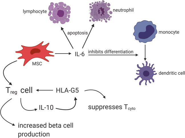 圖2:MSC通過與Treg細(xì)胞相互作用產(chǎn)生HLA-G5,抑制細(xì)胞毒性T細(xì)胞并促進Treg細(xì)胞,從而抑制T1DM自身免疫作用 圖2:MSC通過與Treg細(xì)胞相互作用產(chǎn)生HLA-G5,抑制細(xì)胞毒性T細(xì)胞并促進Treg細(xì)胞,從而抑制T1DM自身免疫作用