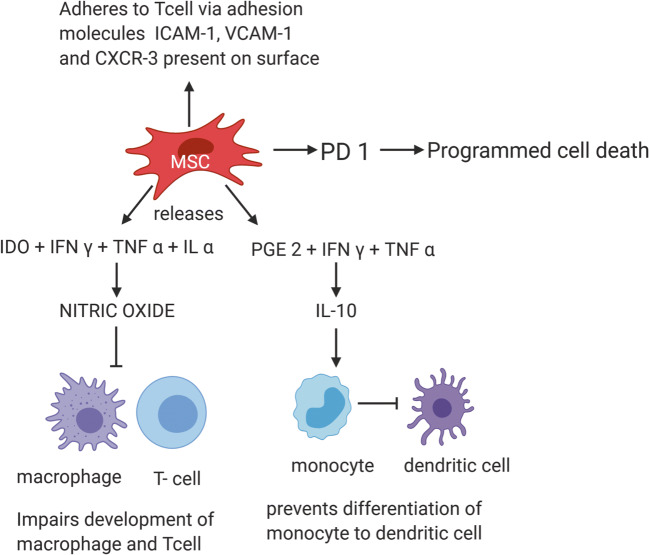 圖3:MSC通過TNF-α和細(xì)胞粘附分子介導(dǎo)的免疫抑制作用減少自身免疫效應(yīng) 圖3:MSC通過TNF-α和細(xì)胞粘附分子介導(dǎo)的免疫抑制作用減少自身免疫效應(yīng)