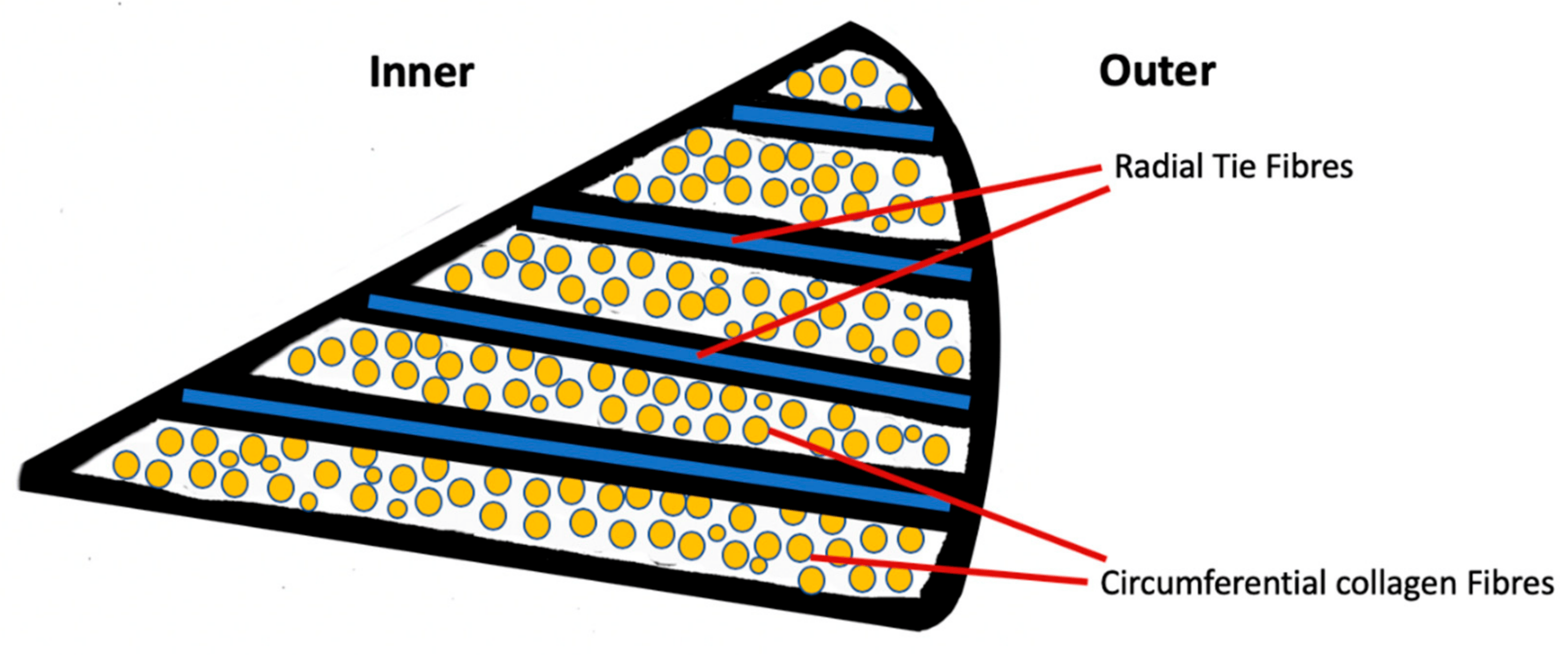 圖2：半月板的示意性橫截面圖，顯示了膠原纖維和徑向系纖維的圓周排列。