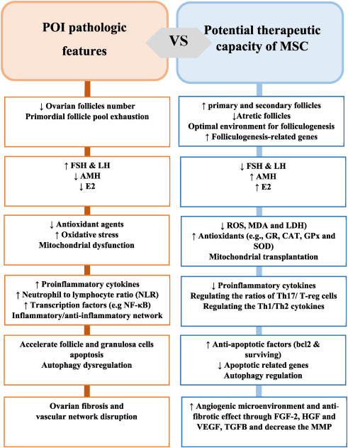 圖2:間充質干細胞治療卵巢早衰的機制與卵巢早衰的病理機制 圖2:間充質干細胞治療卵巢早衰的機制與卵巢早衰的病理機制