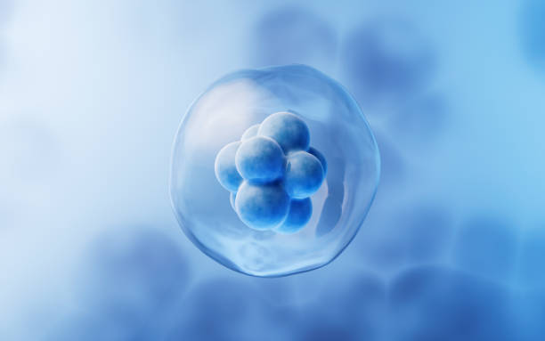 關(guān)于干細(xì)胞方面經(jīng)常問的問題有哪些? 關(guān)于干細(xì)胞方面經(jīng)常問的問題有哪些?