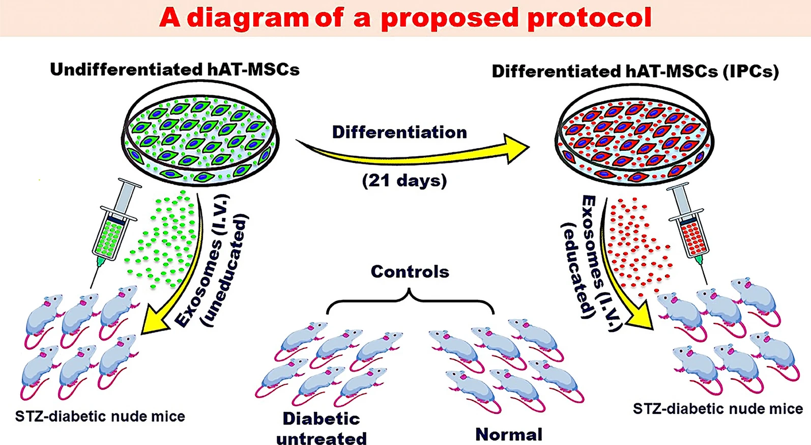 圖2:探索MSC衍生的外泌體潛在益處的建議方案。 圖2:探索MSC衍生的外泌體潛在益處的建議方案。